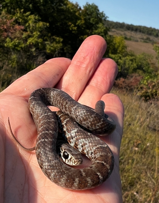 Eastern Yellowbelly Racer